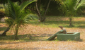 msr11-iguana1.jpg (JPEG)