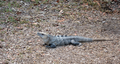 msr11-iguana2.jpg (JPEG)