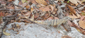 msr11-lizard1.jpg (JPEG)
