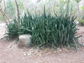 P1070864.JPG (JPEG)