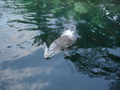DSC04354.JPG (JPEG)